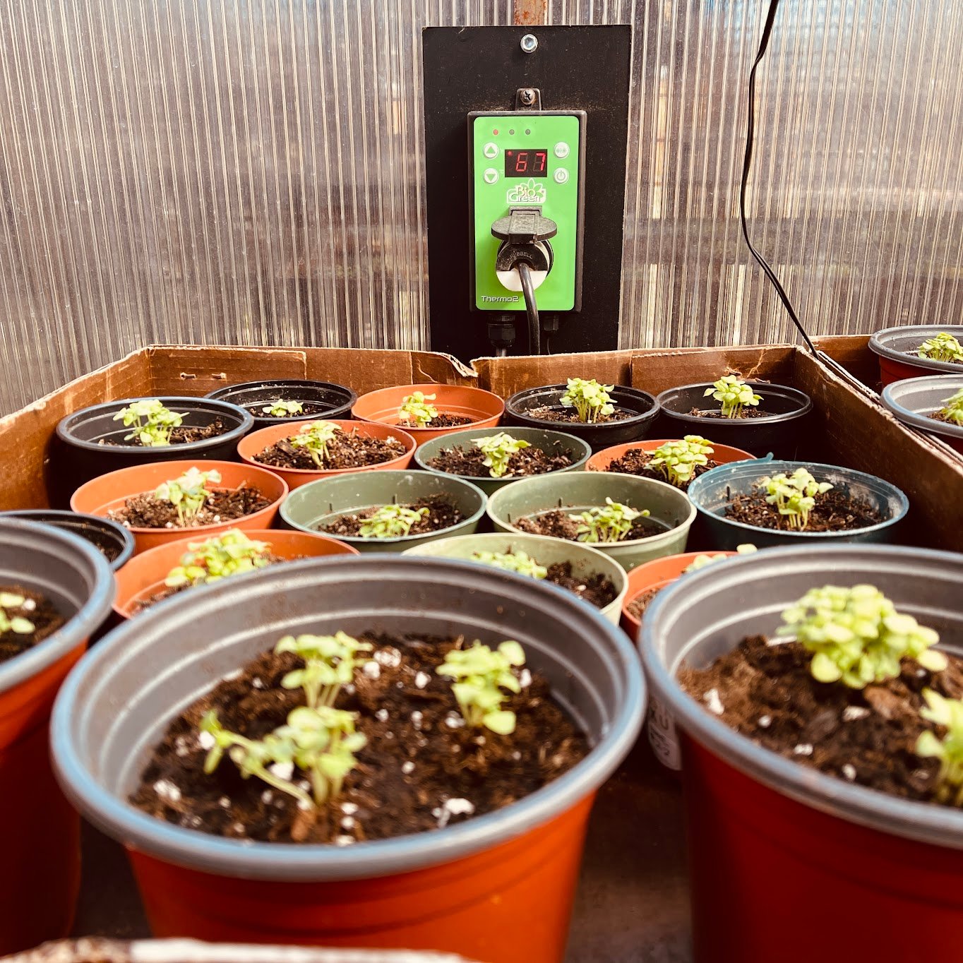A Greenhouse In Your Own Backyard project image 6