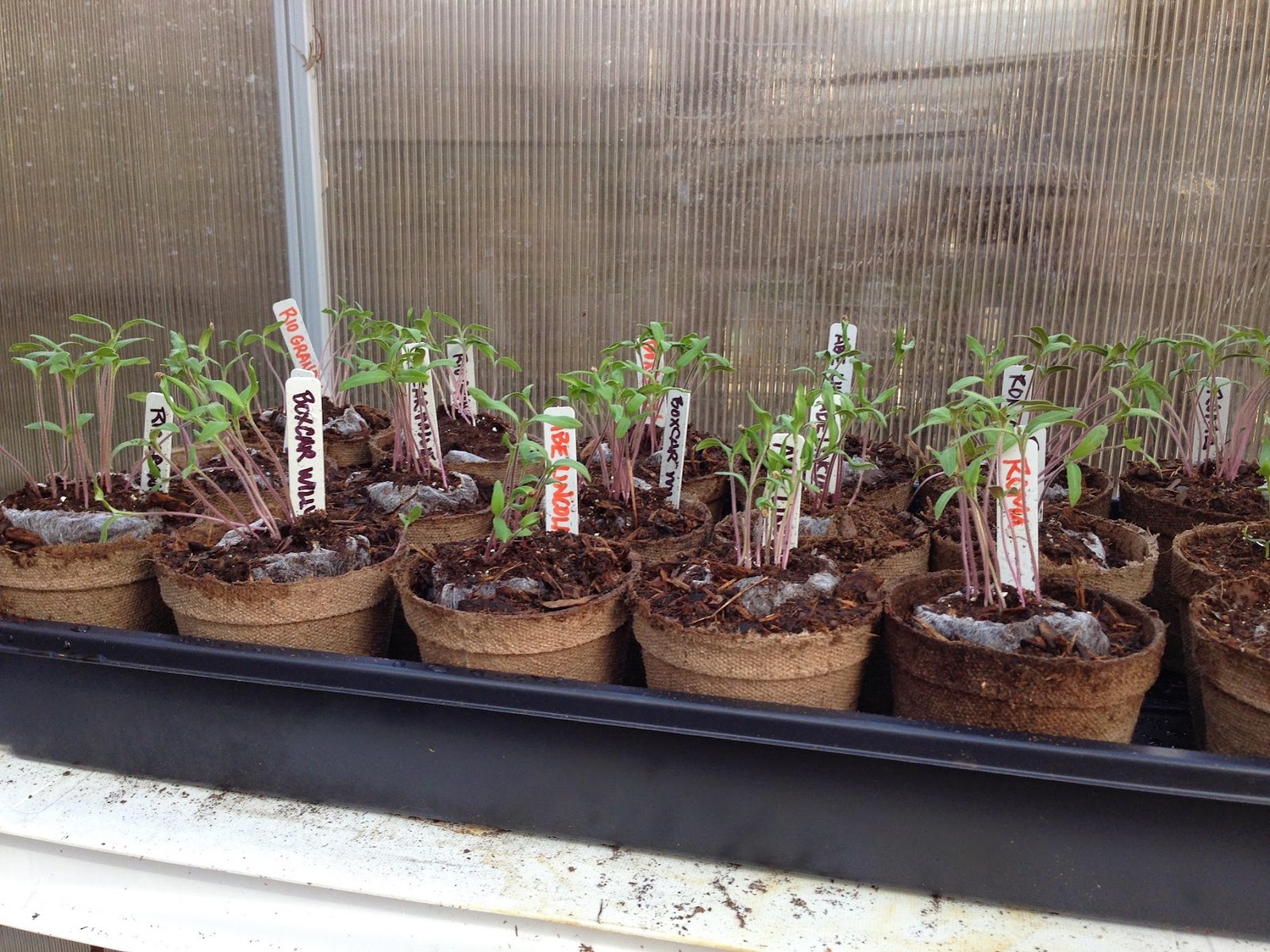A Greenhouse In Your Own Backyard project image 10