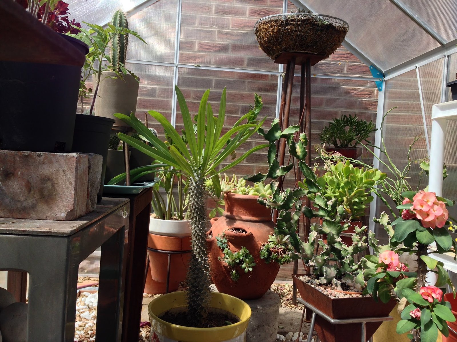 A Greenhouse In Your Own Backyard project image 11