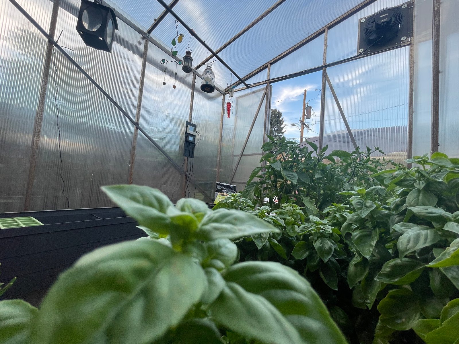 A Greenhouse In Your Own Backyard project image 16